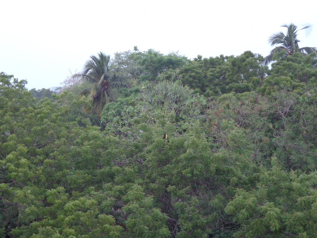 Rajarata Reach Resort Anurâdhapura Extérieur photo